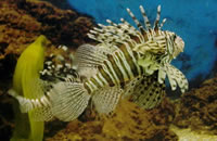 手机号验证码轰炸平台